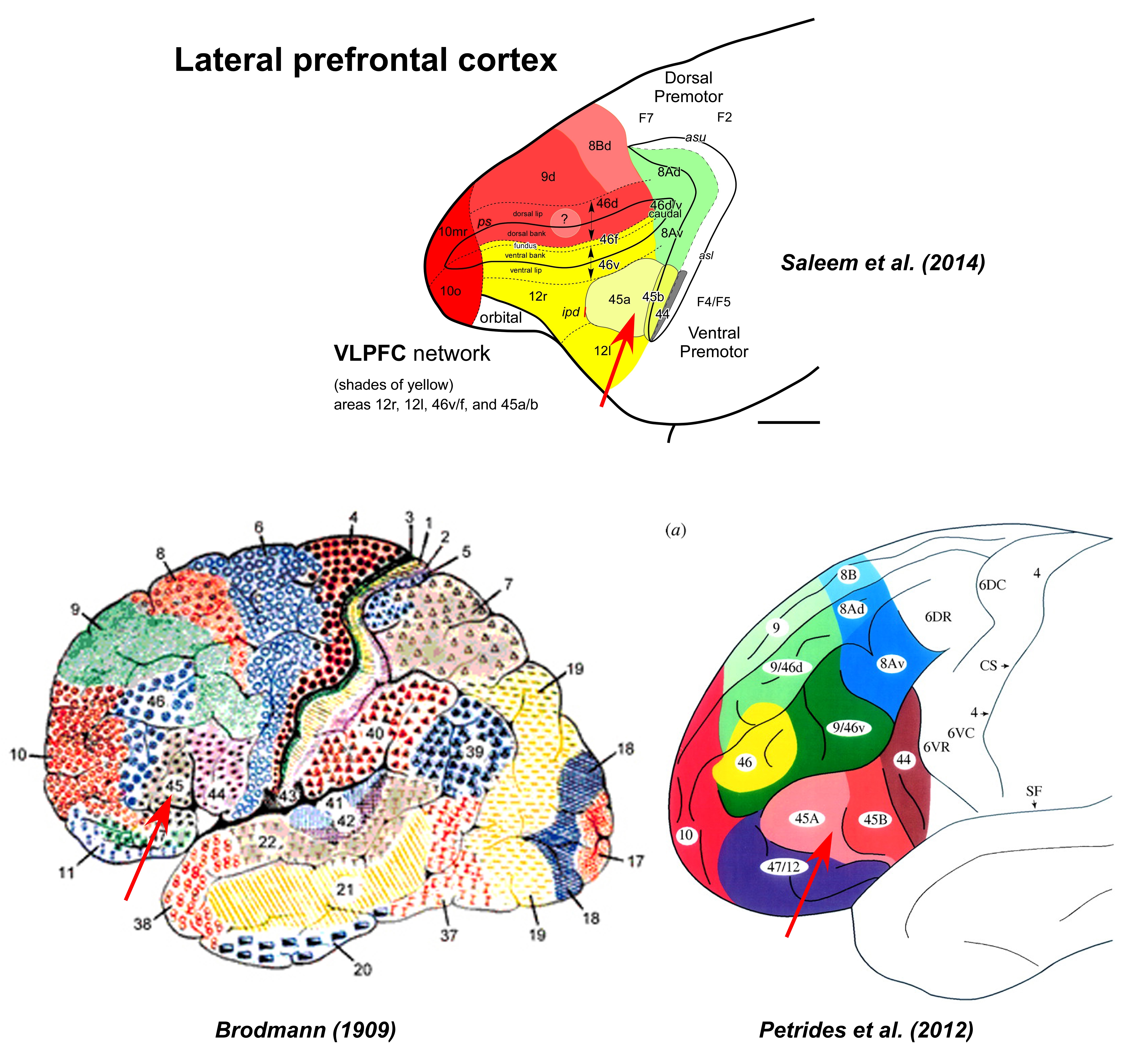 ../_images/45a_LPFC_humancompare.jpg